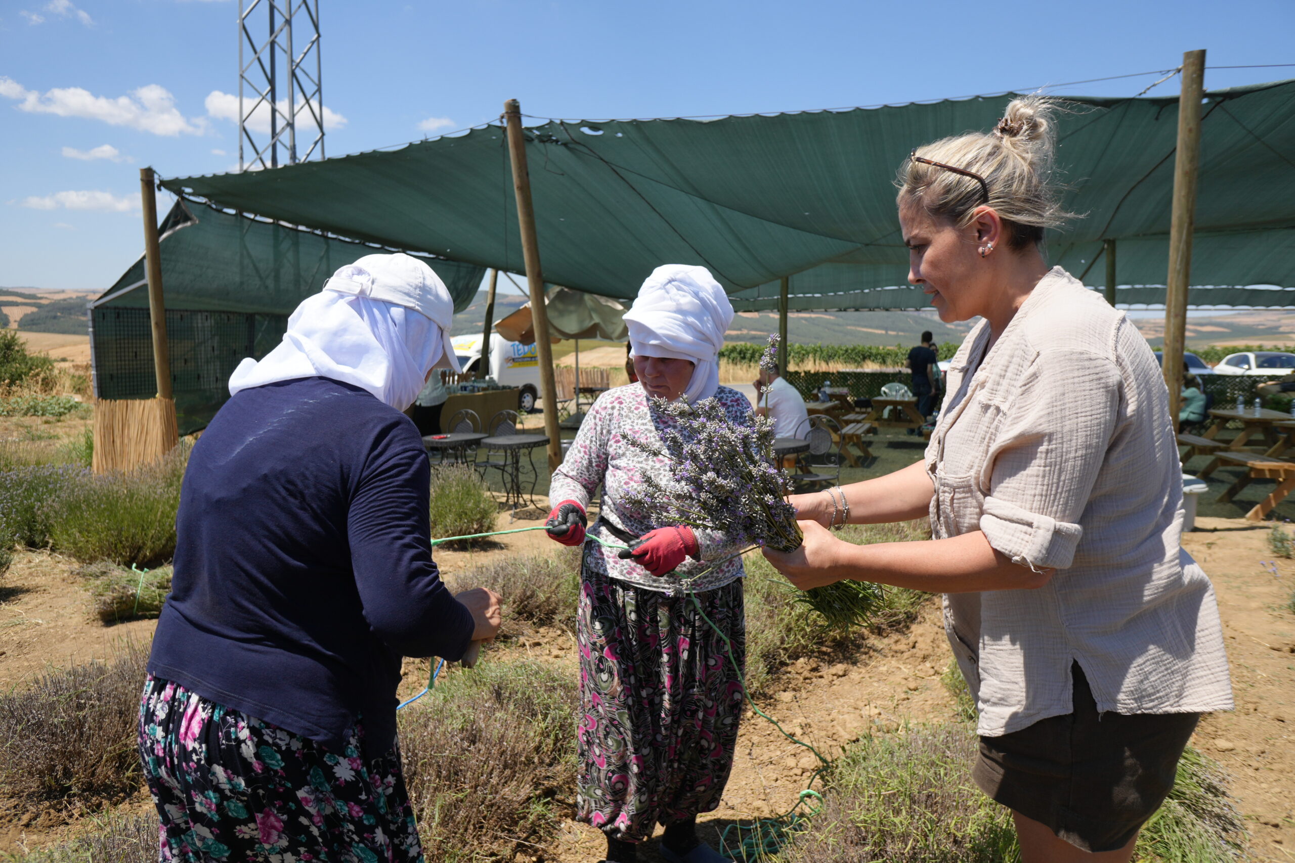 2025 Lavanta Hasat Etkinliği Tekirdağ - Görsel 2
